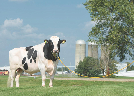 Как использовать результаты генетической оценки для снижения затрат на ветеринарное обслуживание